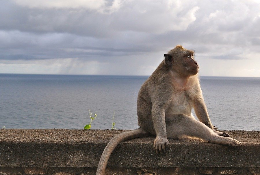 Monkey looking out over the ocean at Uluwatu in Bali