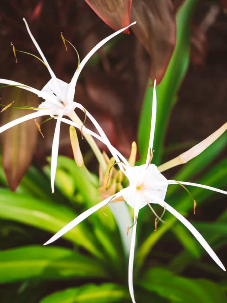 Stunning tropical flowers native to Australia