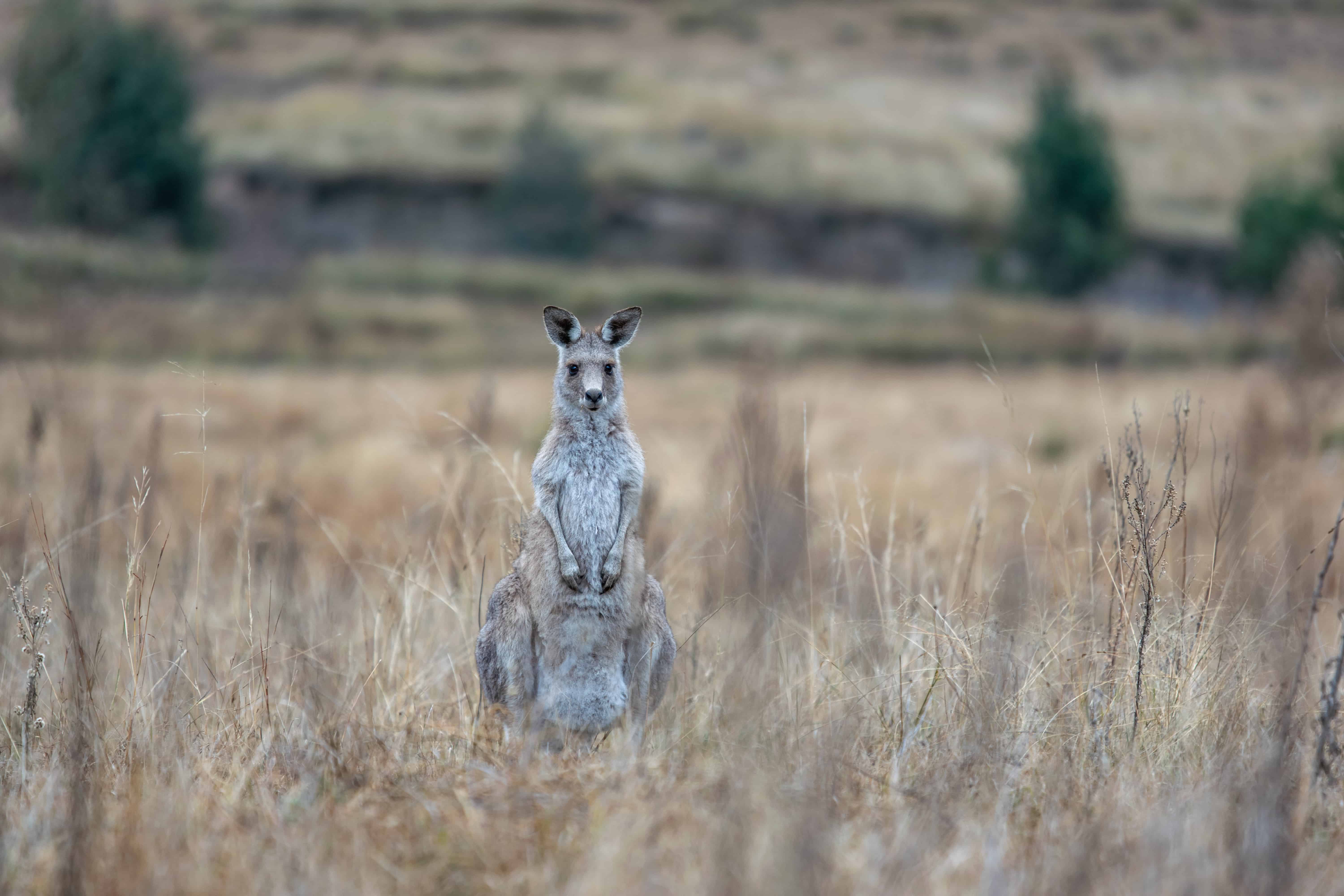 Kangaroo in Wolgan Valley - Romantic Weekend Getaways from Sydney for couples