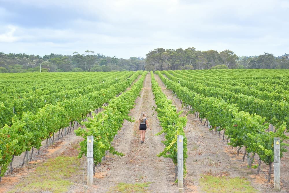 Margaret River vineyard - Romantic Getaways Perth