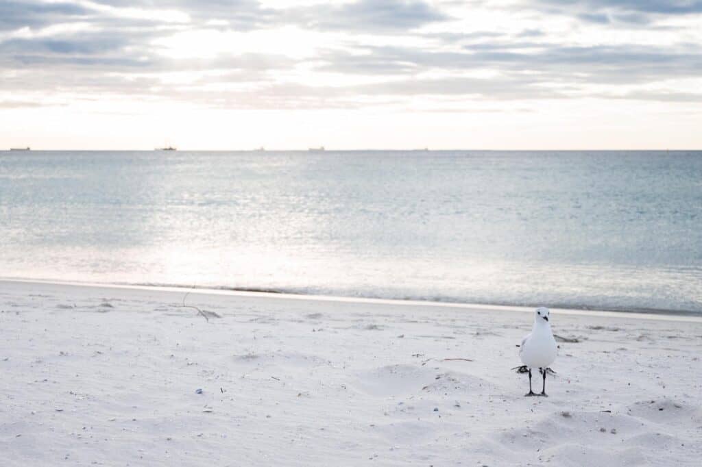 Fremantle Beach Seagull - - Perth Weekend Getaways