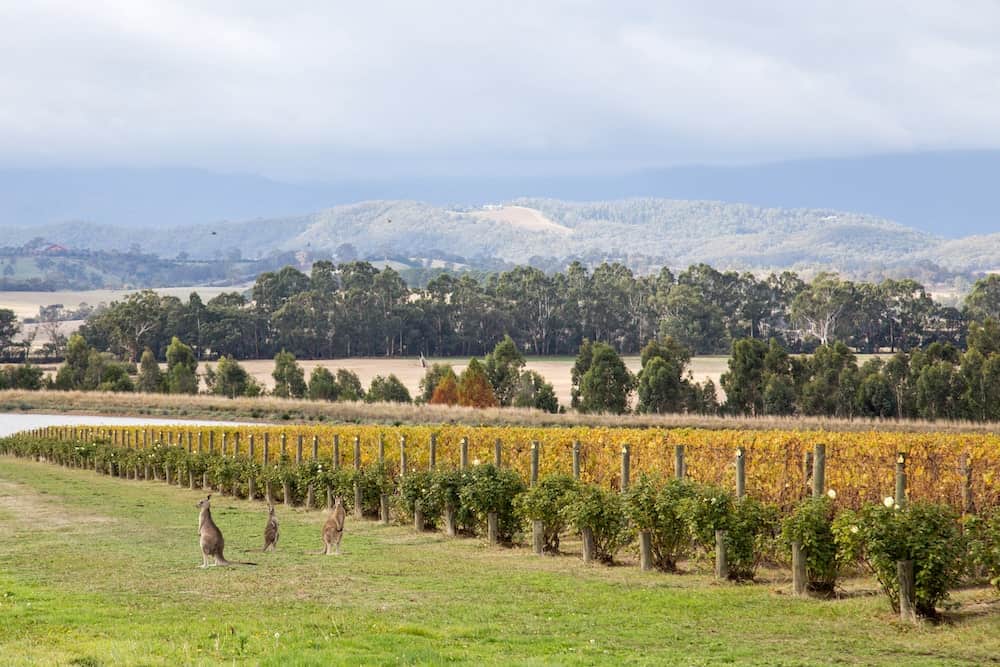 Kangaroos at a vineyard in the Yarra Valley - Best Romantic Weekend Getaways in Victoria for couples