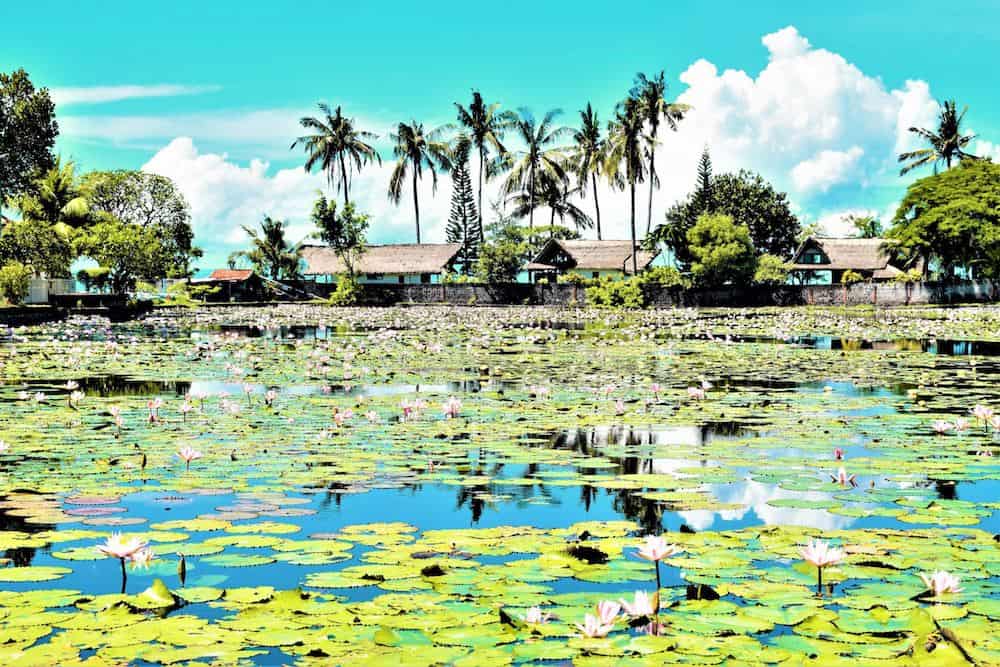 Lotus leaves floating on Candidasa Lotus Lagoon on Bali's East Coast