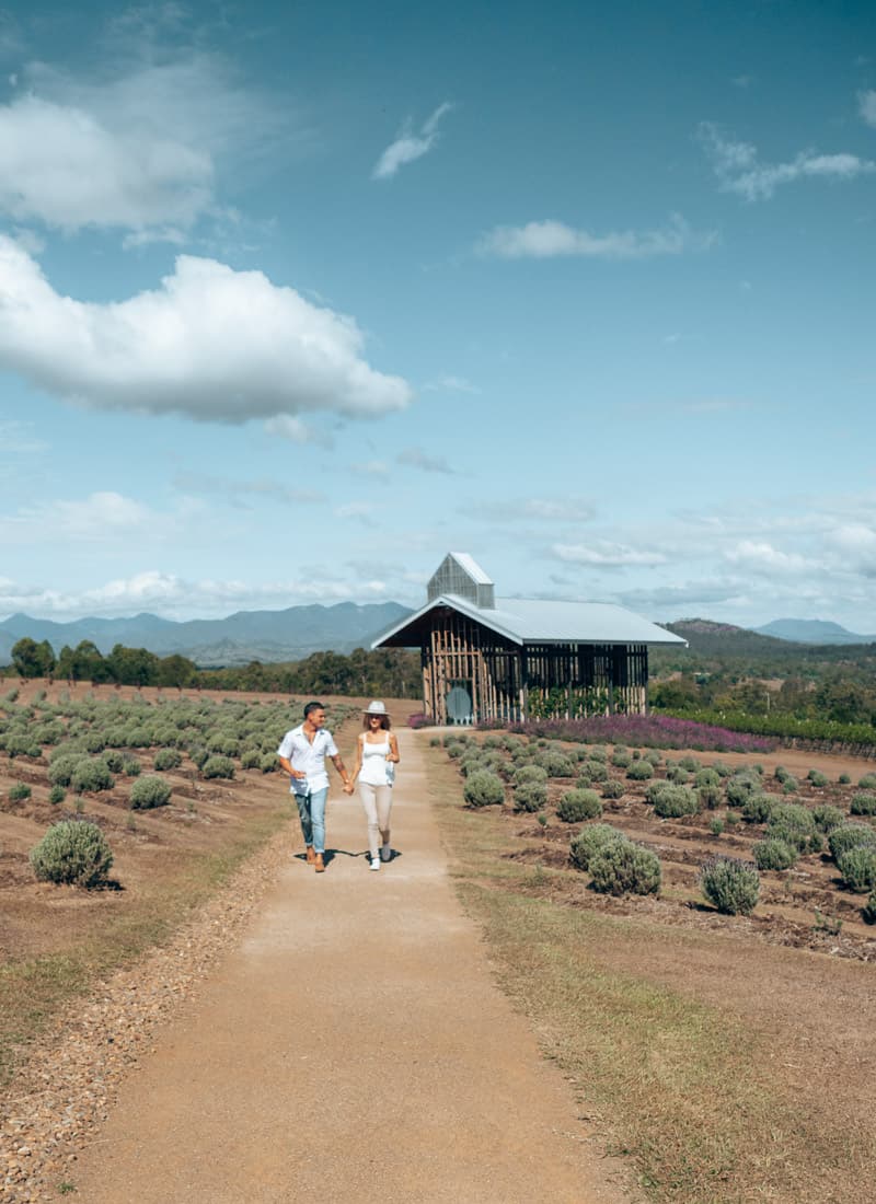 Couple wandering through the lavender patches at Kooroomba Vineyard and Lavender Farm